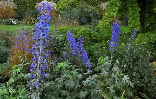 Rittersporn - Zurückschneiden nach der Blüte