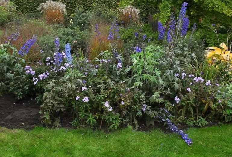 Rittersporn - Zurückschneiden nach der Blüte (2)