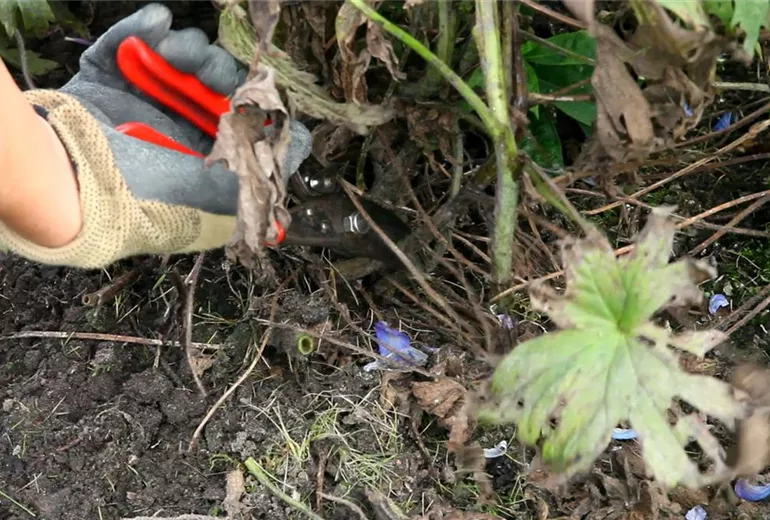 Rittersporn - Zurückschneiden nach der Blüte (3)