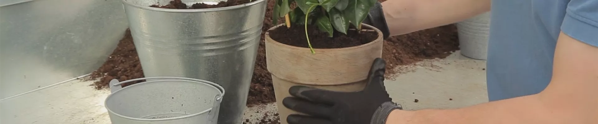 Dipladenia - Einpflanzen in ein Gefäß (thumbnail) Dipladenia - Einpflanzen in ein Gefäß (thumbnail)