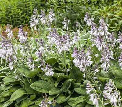 Schattige Ecken begrünen Schattige Ecken begrünen