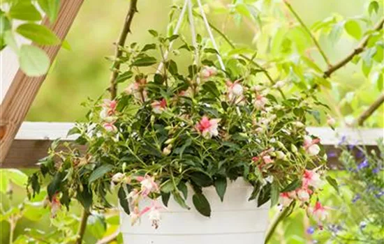 Fuchsien überwintern Fuchsien überwintern