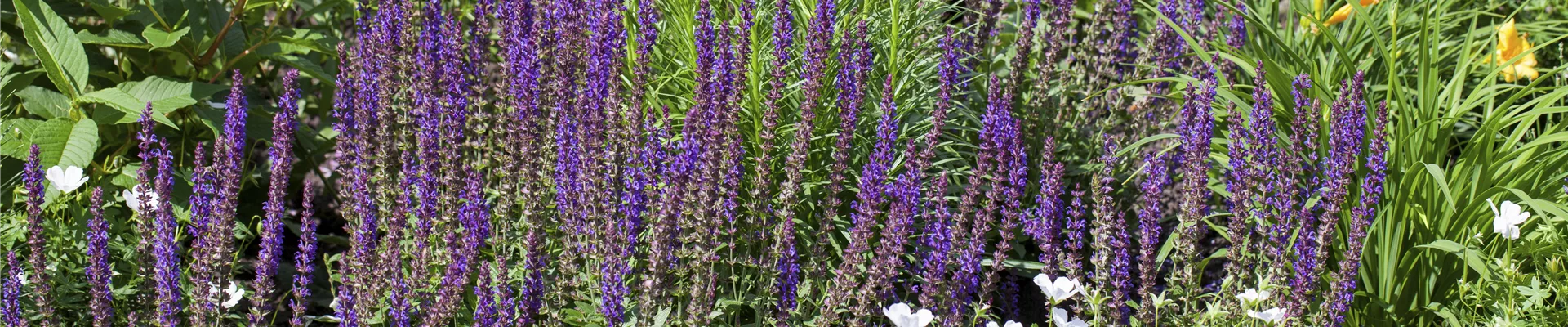 Salvia nemorosa Salvia nemorosa