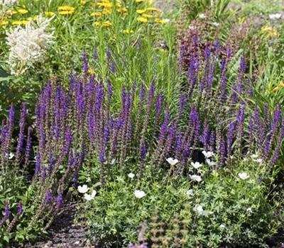 Lücken im Staudenbeet schließen Lücken im Staudenbeet schließen