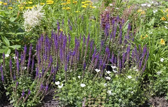 Lücken im Staudenbeet schließen Lücken im Staudenbeet schließen