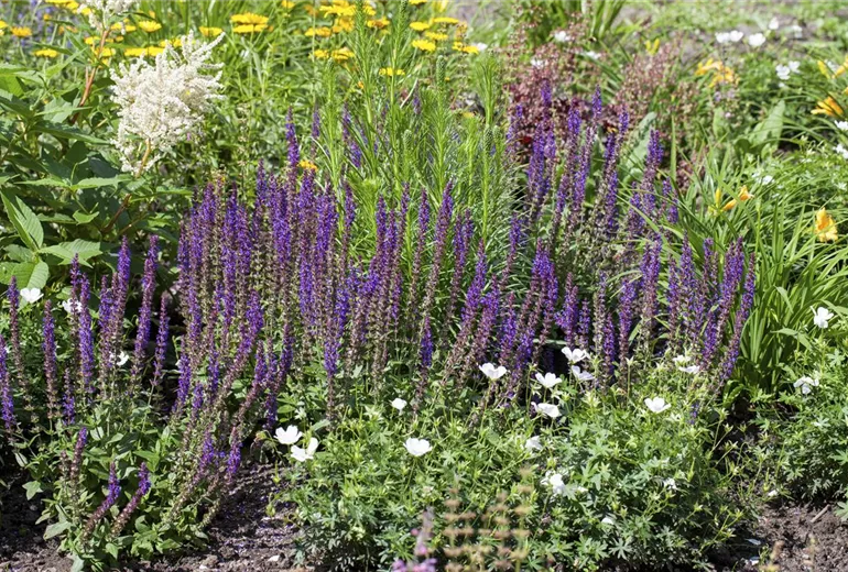 Salvia nemorosa Salvia nemorosa