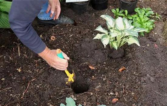 Hosta - Einpflanzen im Garten Hosta - Einpflanzen im Garten