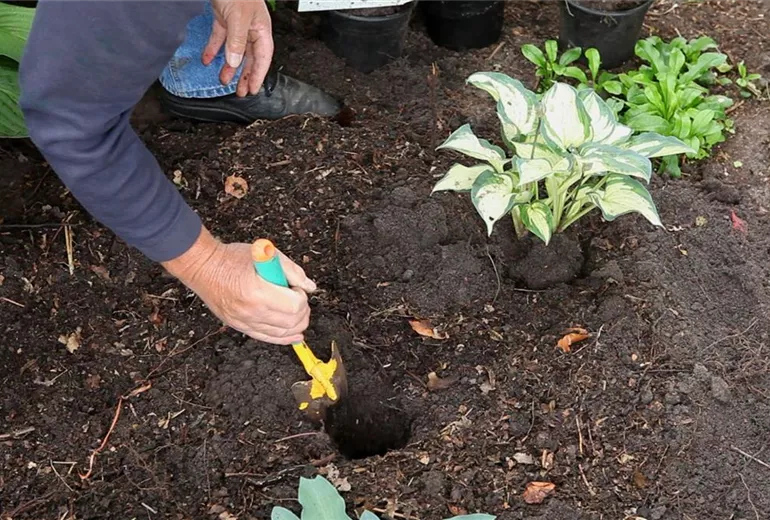 Hosta - Einpflanzen im Garten (5)