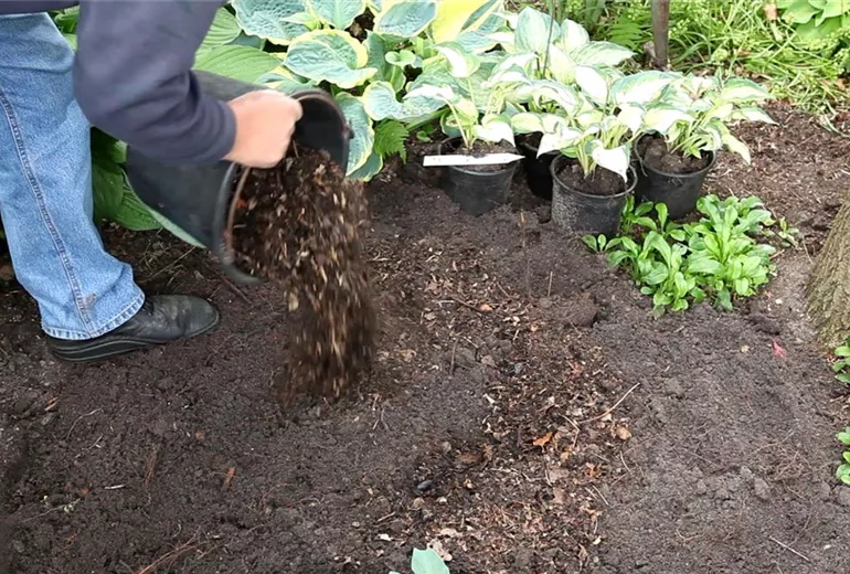 Hosta - Einpflanzen im Garten (3)