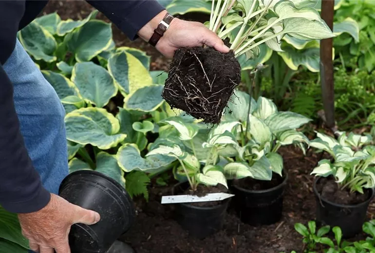 Hosta - Einpflanzen im Garten (4)