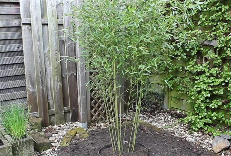 Bambus - Einpflanzen im Garten (Anleitung - 6)