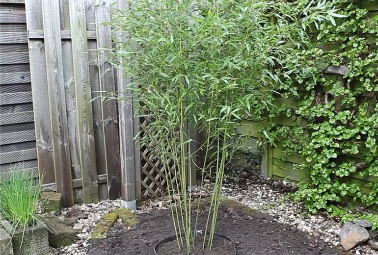 Bambus - Einpflanzen im Garten (Anleitung - 1)