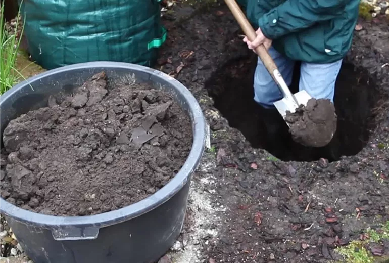 Bambus - Einpflanzen im Garten (Anleitung - 2)
