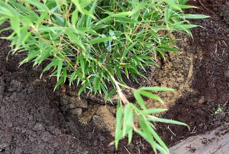 Fargesia - Einpflanzen im Garten (4)