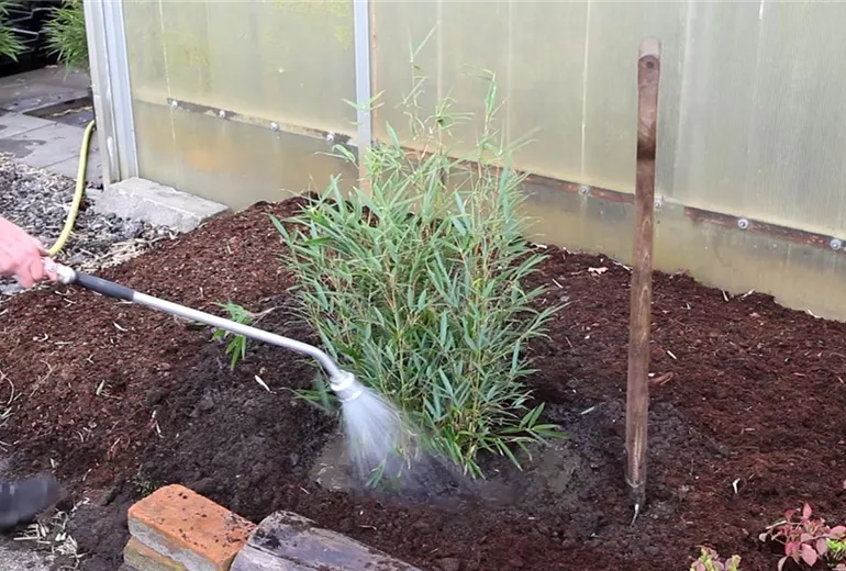 Fargesia - Einpflanzen im Garten (6)