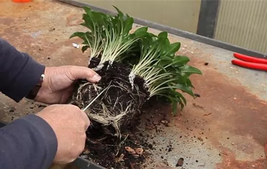 Funkien - Teilen und Einpflanzen Funkien - Teilen und Einpflanzen