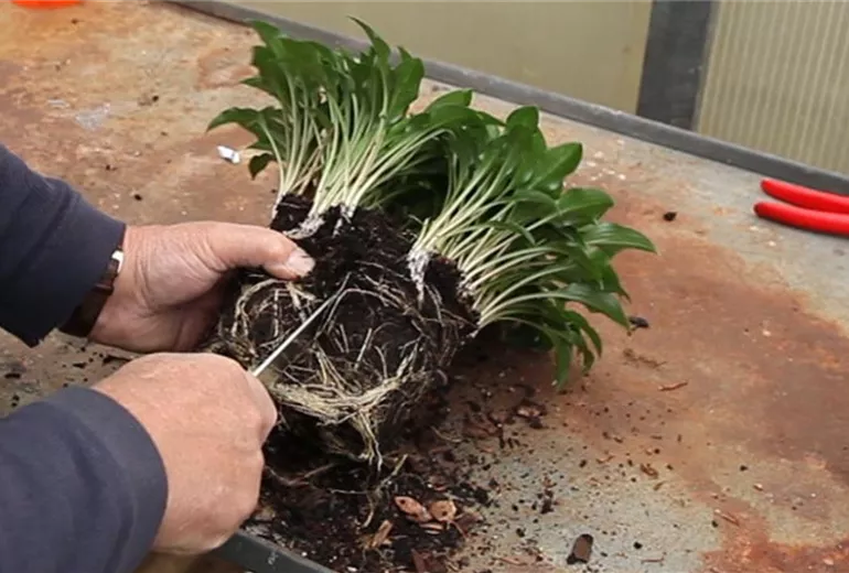 Funkien - Teilen und Einpflanzen (3)