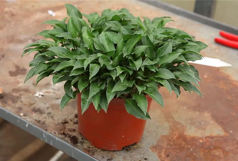 Funkien - Teilen und Einpflanzen (1)