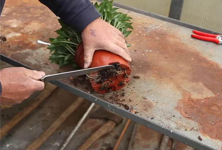 Funkien - Teilen und Einpflanzen (2)