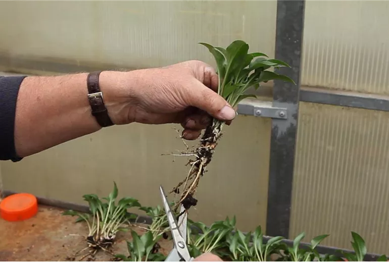 Funkien - Teilen und Einpflanzen (4)