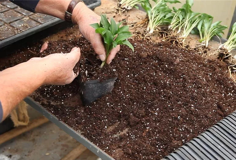 Funkien - Teilen und Einpflanzen (5)