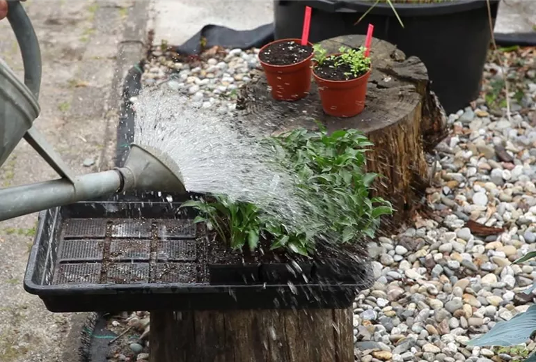 Funkien - Teilen und Einpflanzen (6)