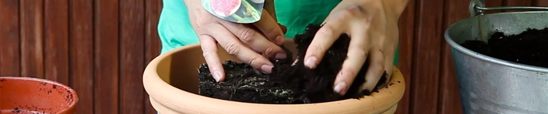 Feige - Einpflanzen in ein Gefäß (4)