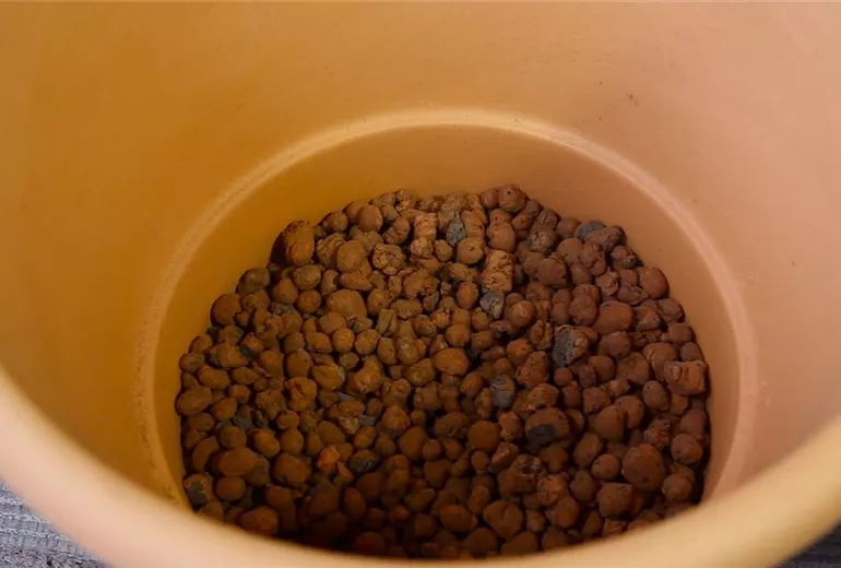 Feige - Einpflanzen in ein Gefäß (2)