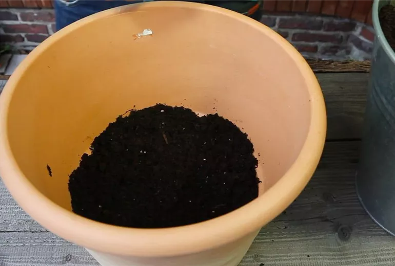 Feige - Einpflanzen in ein Gefäß (3)