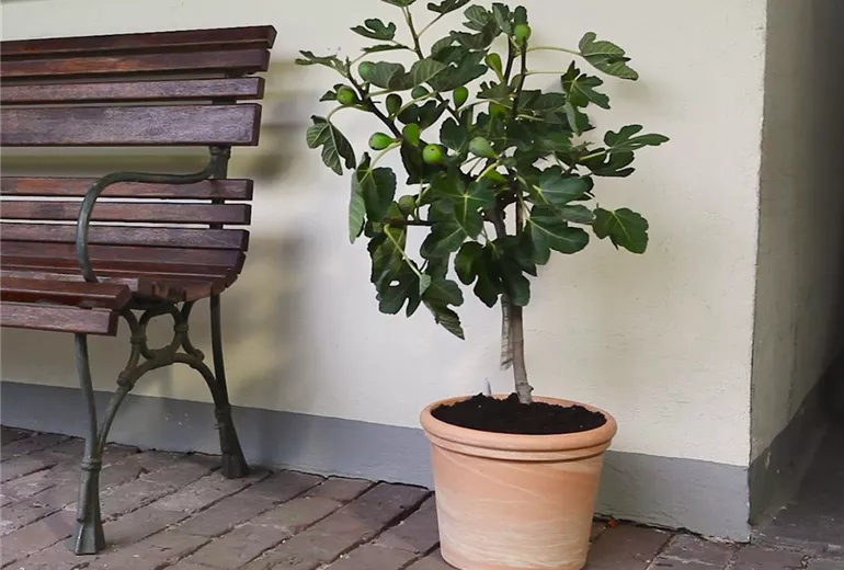 Feige - Einpflanzen in ein Gefäß (6)