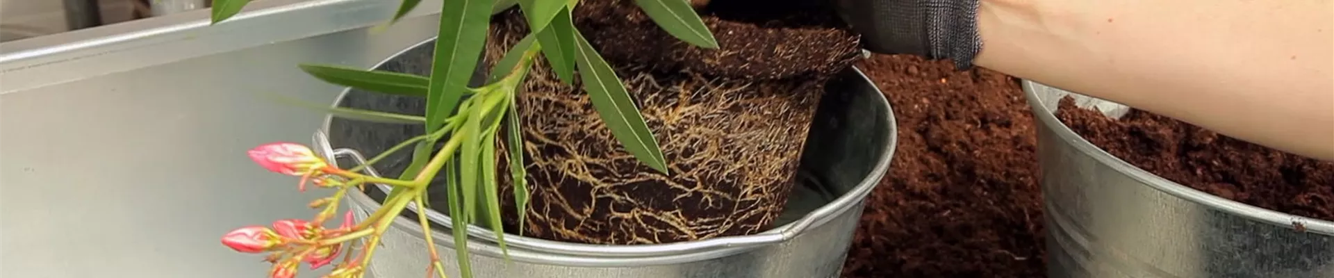 Oleander - Einpflanzen in ein Gefäß (3) Oleander - Einpflanzen in ein Gefäß (3)