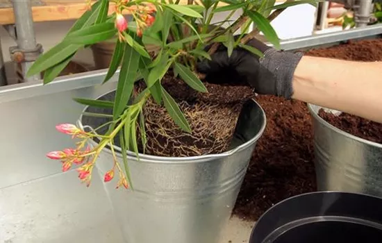 Oleander - Einpflanzen in ein Gefäß Oleander - Einpflanzen in ein Gefäß
