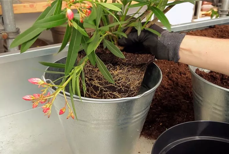 Oleander - Einpflanzen in ein Gefäß (3)