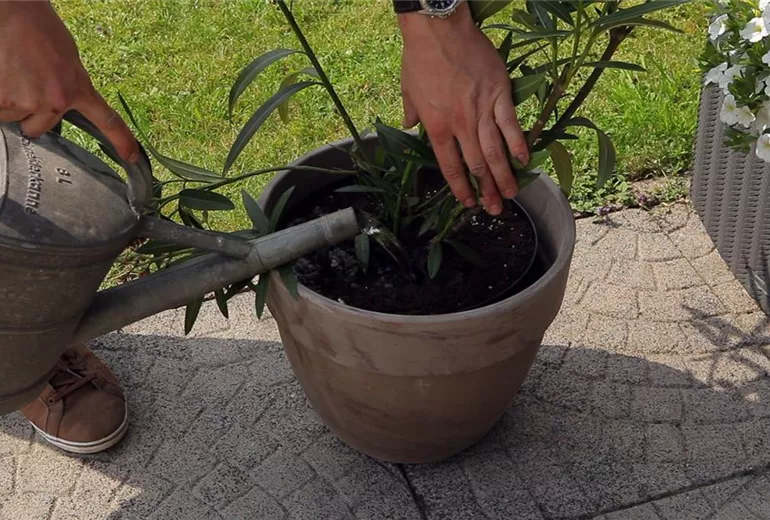 Oleander - Einpflanzen in ein Gefäß (5)