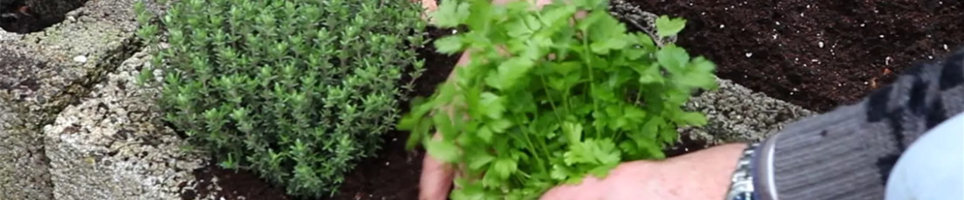 Kräuter - Einsetzen in Pflanzsteine (3) Kräuter - Einsetzen in Pflanzsteine (3)