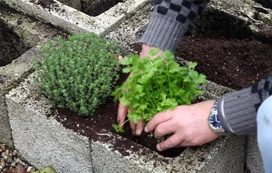 Kräuter - Einsetzen in Pflanzsteine Kräuter - Einsetzen in Pflanzsteine