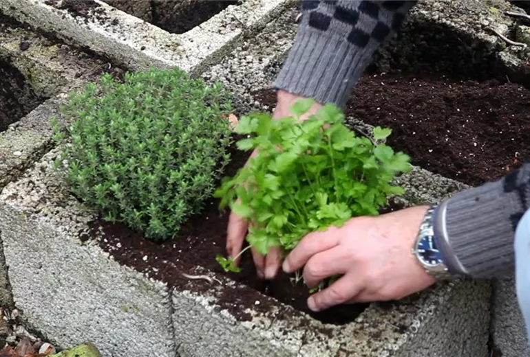 Kräuter - Einsetzen in Pflanzsteine (3) Kräuter - Einsetzen in Pflanzsteine (3)