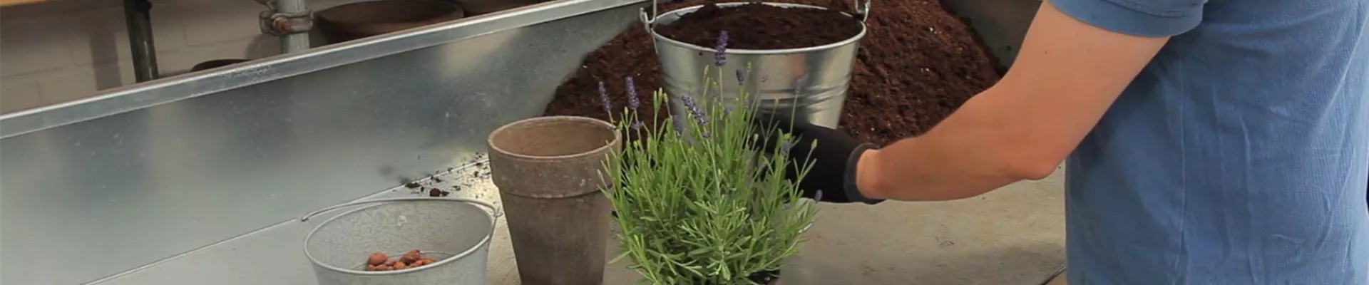 Lavendel - Einpflanzen in ein Gefäß (2)