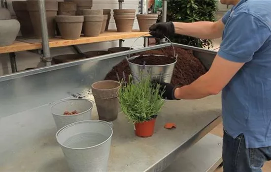 Lavendel - Einpflanzen in ein Gefäß Lavendel - Einpflanzen in ein Gefäß