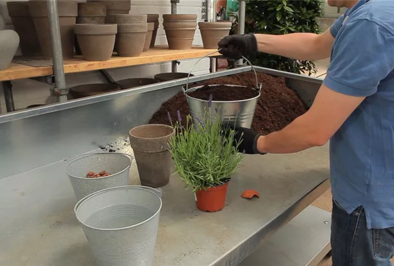 Lavendel - Einpflanzen in ein Gefäß (2)