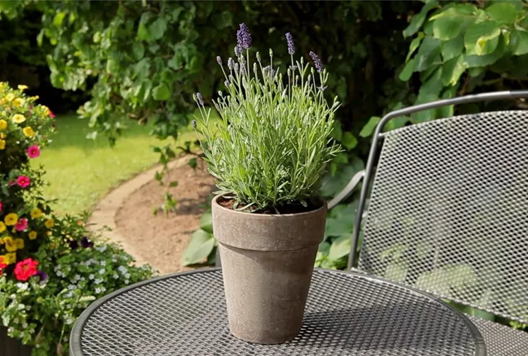 Lavendel - Einpflanzen in ein Gefäß (1)