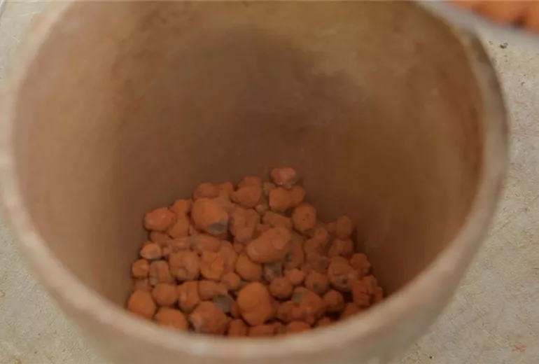 Lavendel - Einpflanzen in ein Gefäß (3)