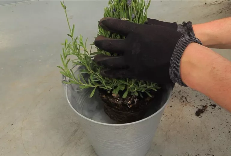 Lavendel - Einpflanzen in ein Gefäß (4)
