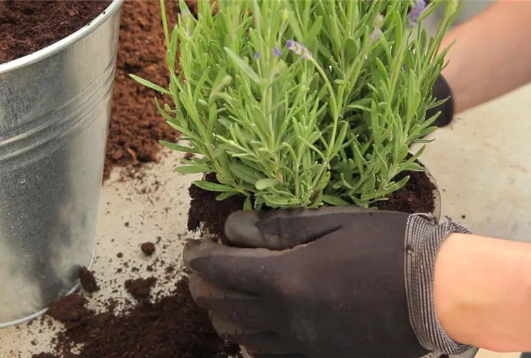 Lavendel - Einpflanzen in ein Gefäß (5)