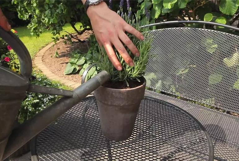 Lavendel - Einpflanzen in ein Gefäß (6)