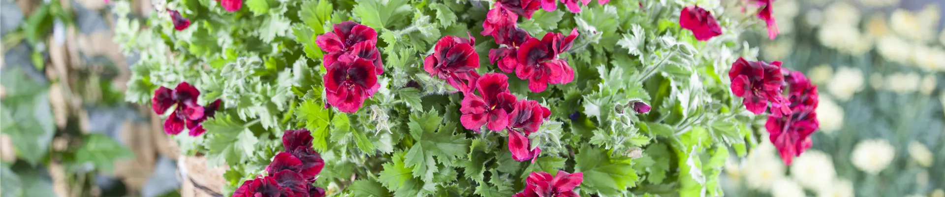 Pelargonium grandiflorum Pelargonium grandiflorum