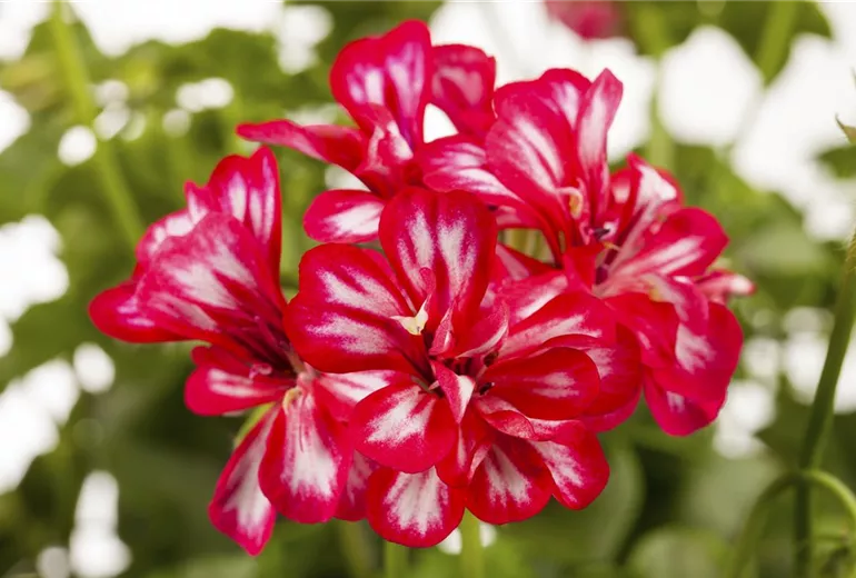 Pelargonium peltatum
