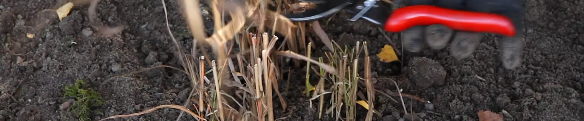 Rutenhirse - Zurückschneiden im Frühling (2)