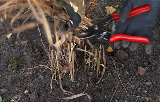 Rutenhirse - Zurückschneiden im Frühling Rutenhirse - Zurückschneiden im Frühling