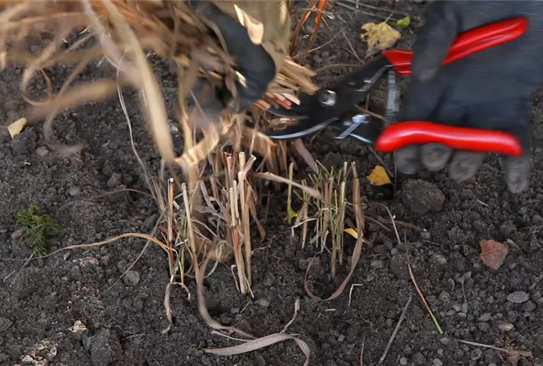 Rutenhirse - Zurückschneiden im Frühling (2)
